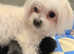 Adorable tini Malchi puppies
