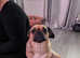Loving dog seeks new home