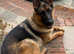 Beautiful German shepherd