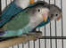 Babies Lovebirds