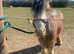 Gorgeous Red and Blue Blagdon Mini Cob Gelding For Sale