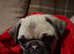 Pug puppy