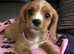 Stunning ruby girl cavalier king cavalier puppy
