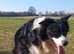 Stud long hair border collie dog stud fee £500.00