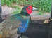 Pheasant Hatching Eggs. 6