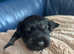 Beautiful black and silver boy available