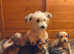 Terrior Bichon