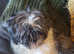 Last  gorgeous little boy. Full shih tzu