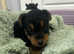 Welsh terrier puppies