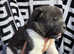 Beautiful KC Registered American Akita Puppies