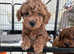 Beautiful F1b cavapoo puppies for sale