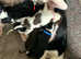 3 pups left they are 8 weeks old collie lurcher cross Springer cross lurcher