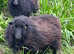 Ouessant ewes x5 born April 22