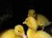 3 ducks for sale