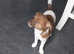 2 puppies left pomeranian beagle mix