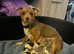 Quality Miniture Lilac and Tan Jack Russell Puppies