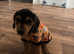 Bruno URGENT SALE!!!