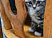 Maine coon X ( BenCoonTabby )