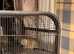 Beautiful Baby agouti degus ready for new homes