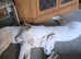 Siberian husky puppies