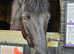 12hh New forest looking for companion home.