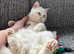 Beautiful White British Shorthair Kittens - ready now