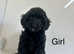 4 lovely cockapoo puppies