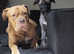 2.5 year old female dogue de bordeaux