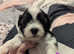 Male shichon