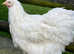 Buff and white Cochins point of lay pullets