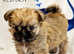 Beautiful Teddy Bear Griffon Bruxellois X Puppies