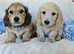Beautiful long haired mini dachshund, boys