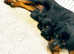 KC Rottweilers*READY NOW*health tested & scored parent*champ lines