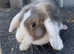 8 rabbits for sale job lot