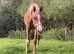 STALLION Pb ARABIAN (87.86%)