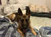German Shepherd, Female, 21 months old, for sale