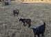 Young pygmy goat's looking for new homes