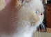 Exotic Persian *please read*