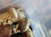 Isopods
