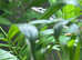 Pair of long tailed lizards
