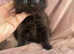 Maine coon x ragdoll 1 girl available
