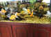 Full set up 350L fish tank.