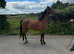 Hackney mare