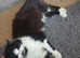 2 beautiful kittens available 16th ma