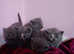 5 Pedigree British shorthair kittens