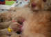 Cavapoos - waiting list open