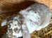 Giant French lop x Continental doe 10 months