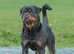 Rottweiler puppy