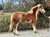 Chestnut roan mare