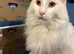 White maincoon male cat
